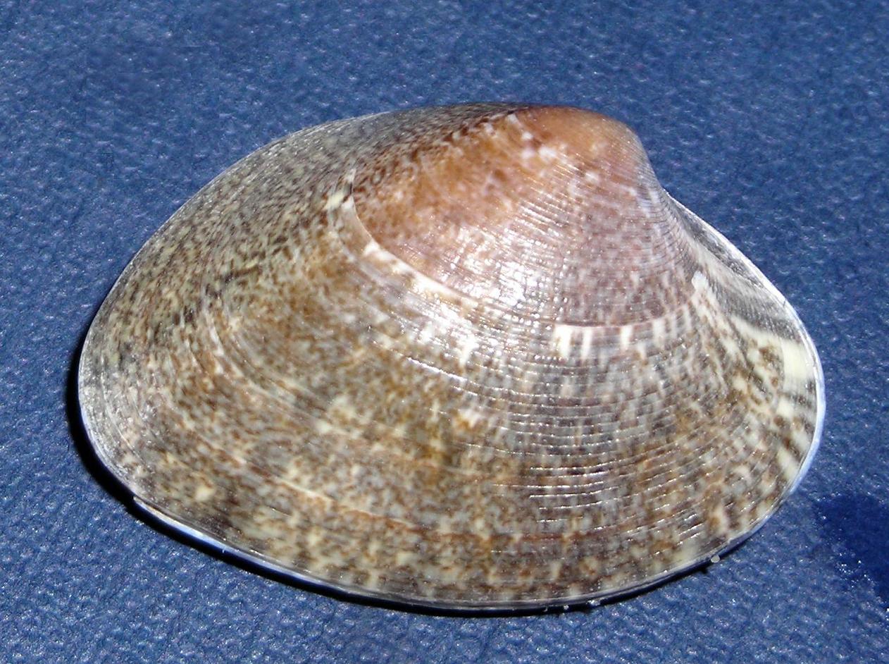 Conferma: Venerupis rhomboides